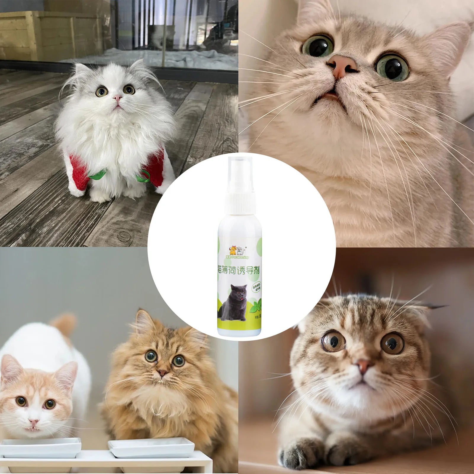 Healthy Catnip Spray for Kittens & Cats - Easy to Use & Safe - Perfect Pet Gift - Image 6